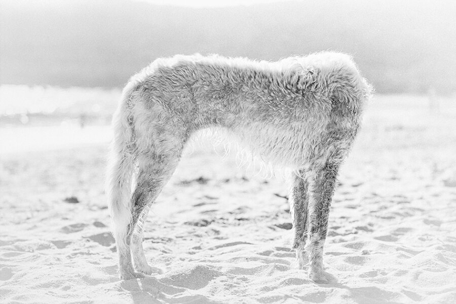 Václav Jirásek, 2015, fotografie, 30 x 19